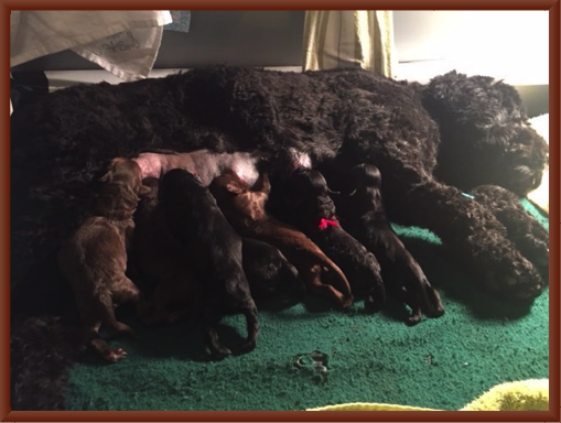 Beija Nurses Her Pups on Day 1